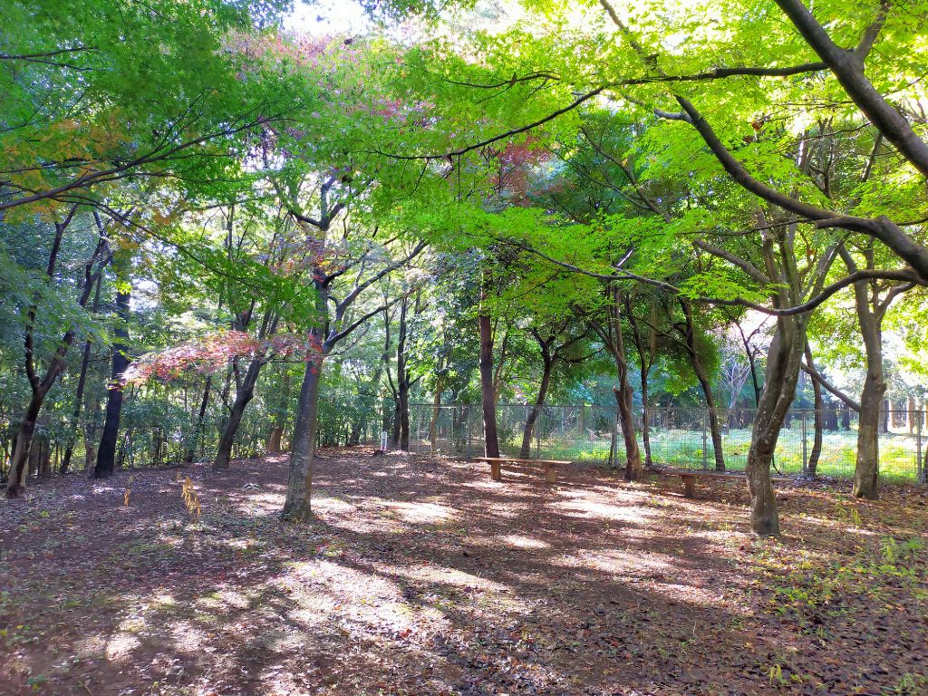 写真　もみじ山