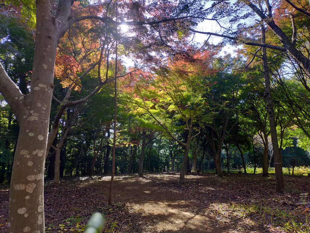 写真　もみじ山