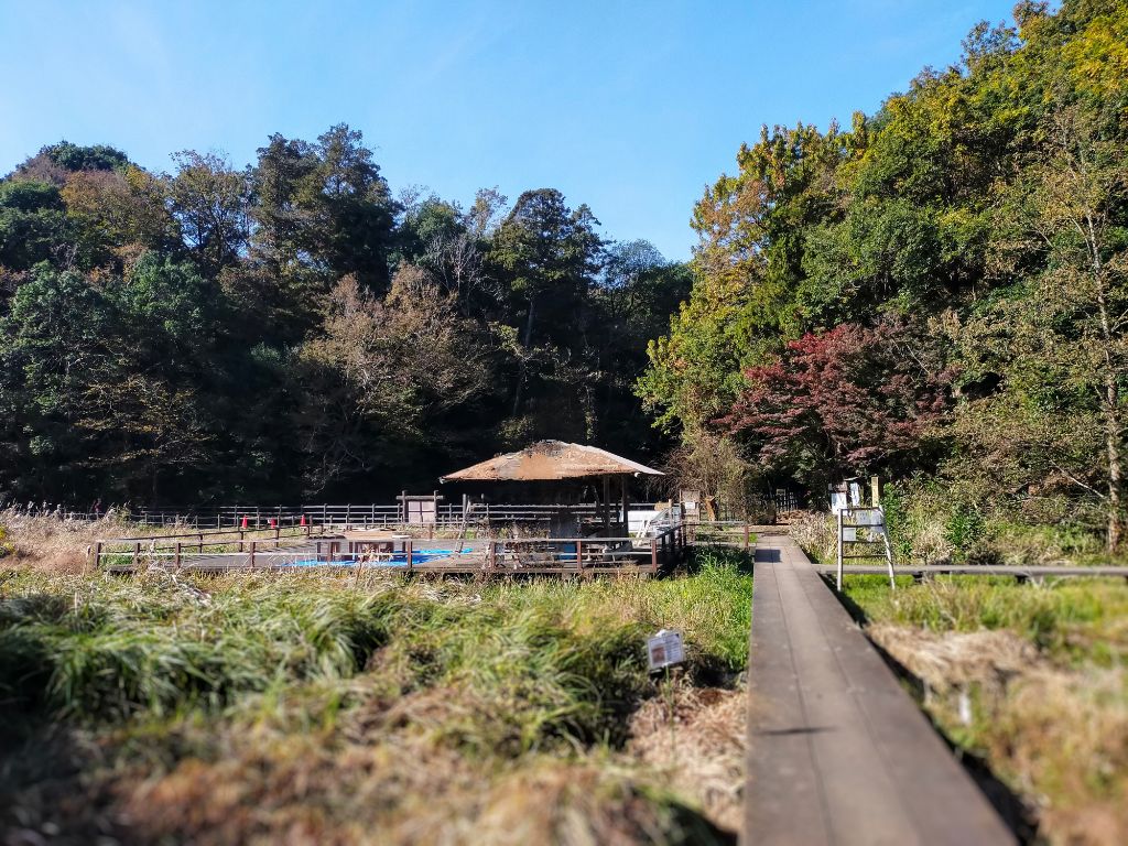 写真　もみじ山三角池側