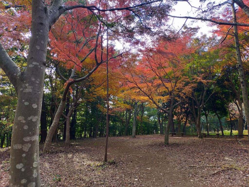 写真　もみじ山20241202