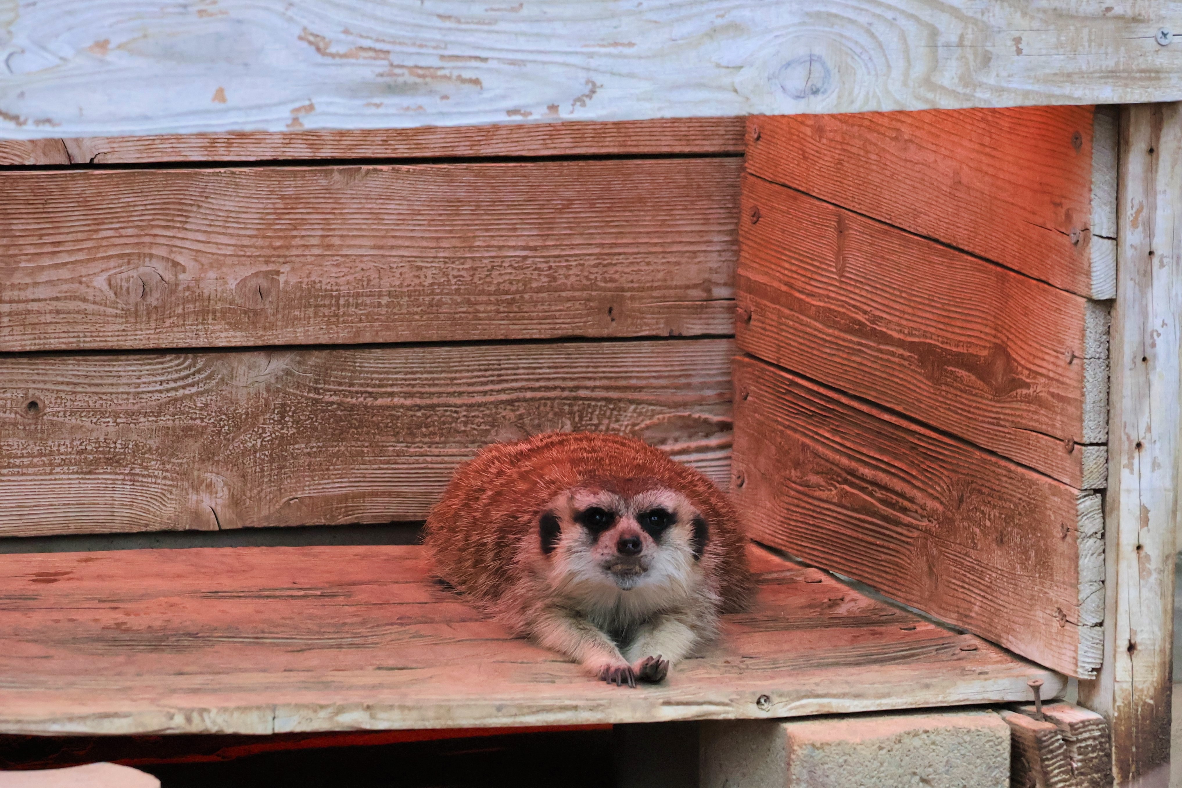 写真:ヒーターで暖まるミーアキャット