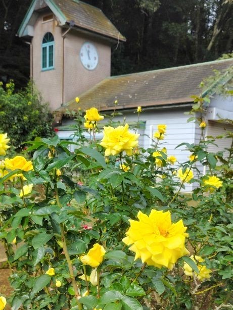 写真：黄色のバラ