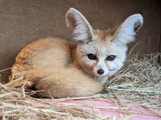 写真：フェネック