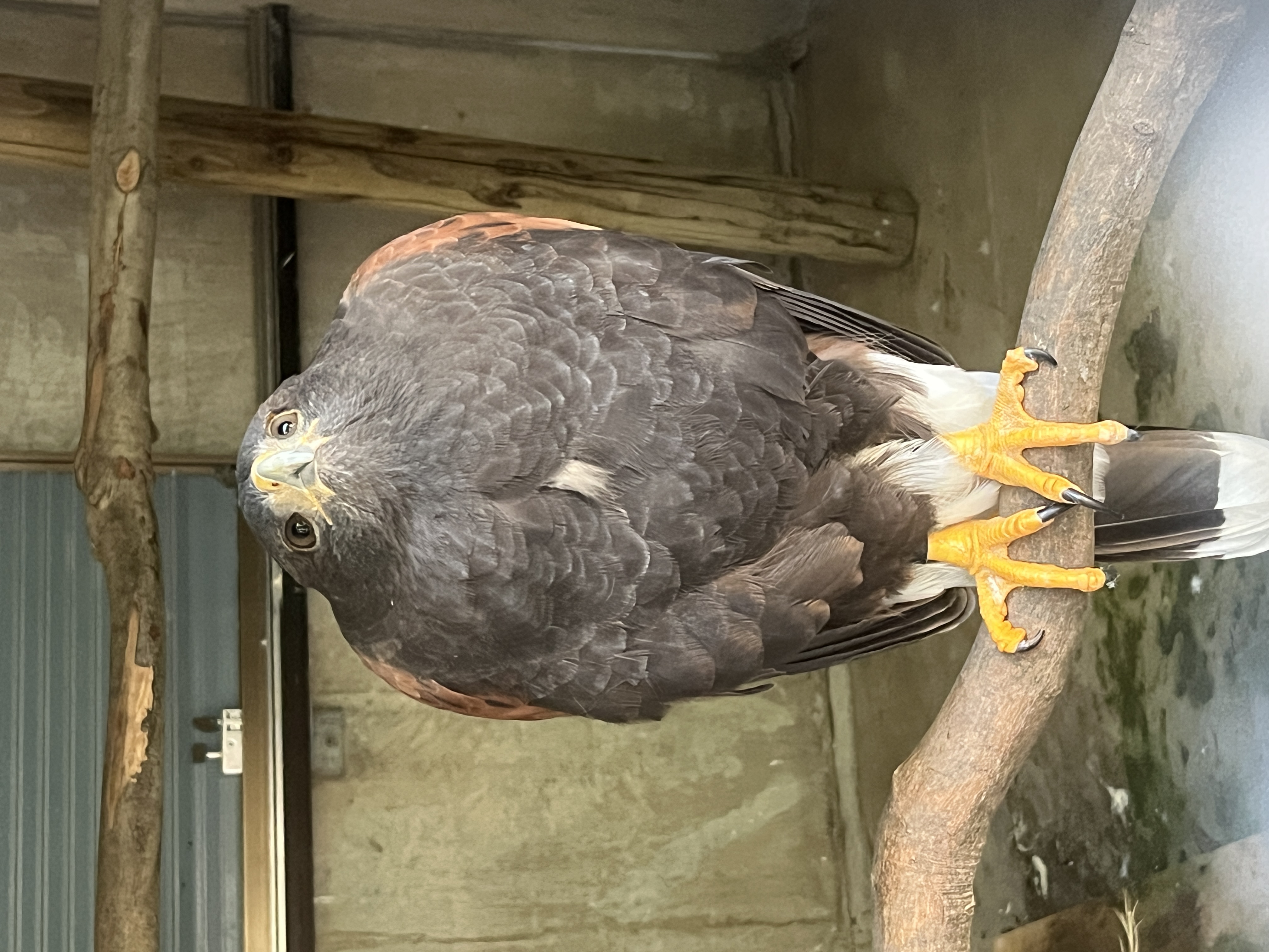 写真：羽を膨らませているまるちゃん