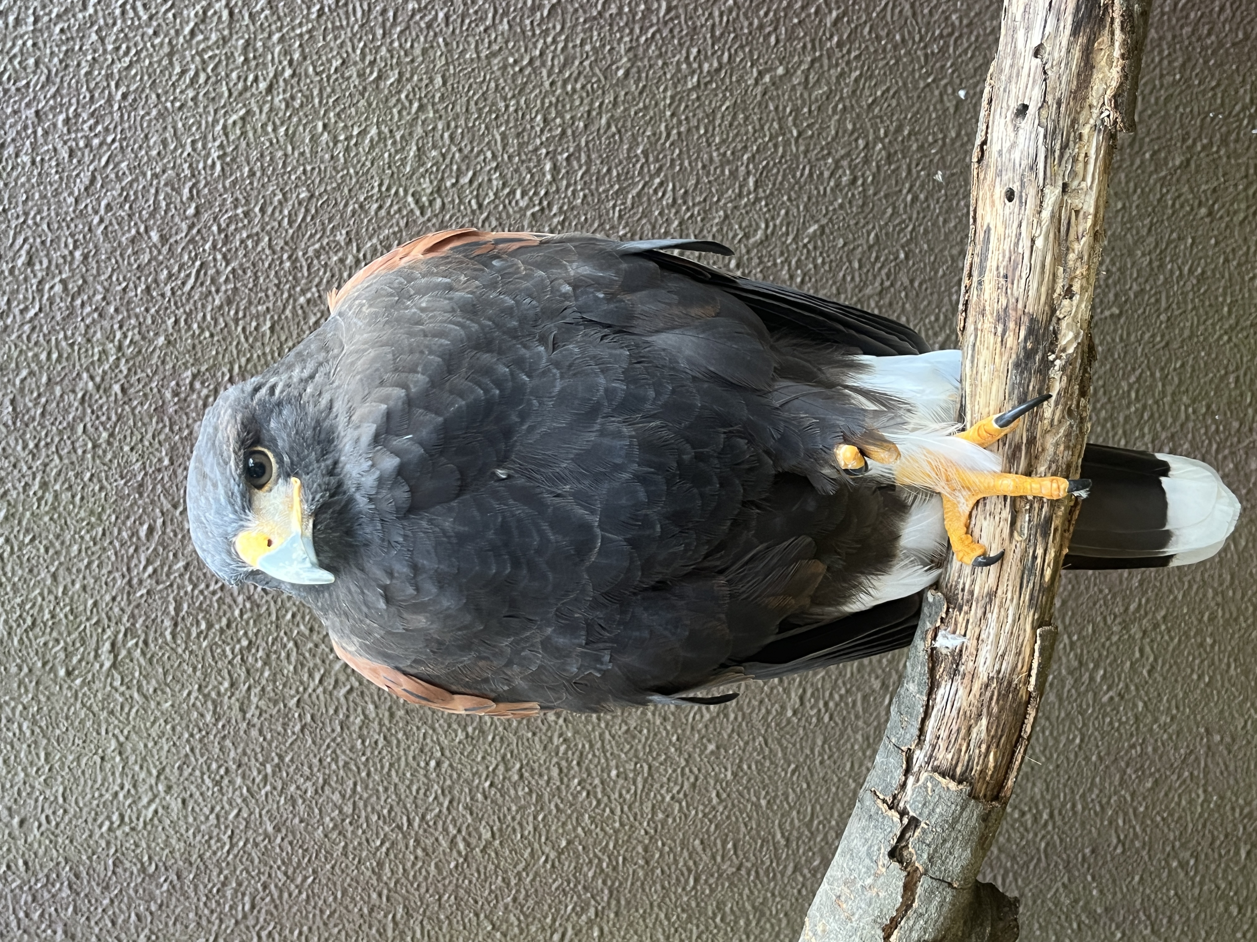 写真：羽を膨らませているまるちゃん２枚目