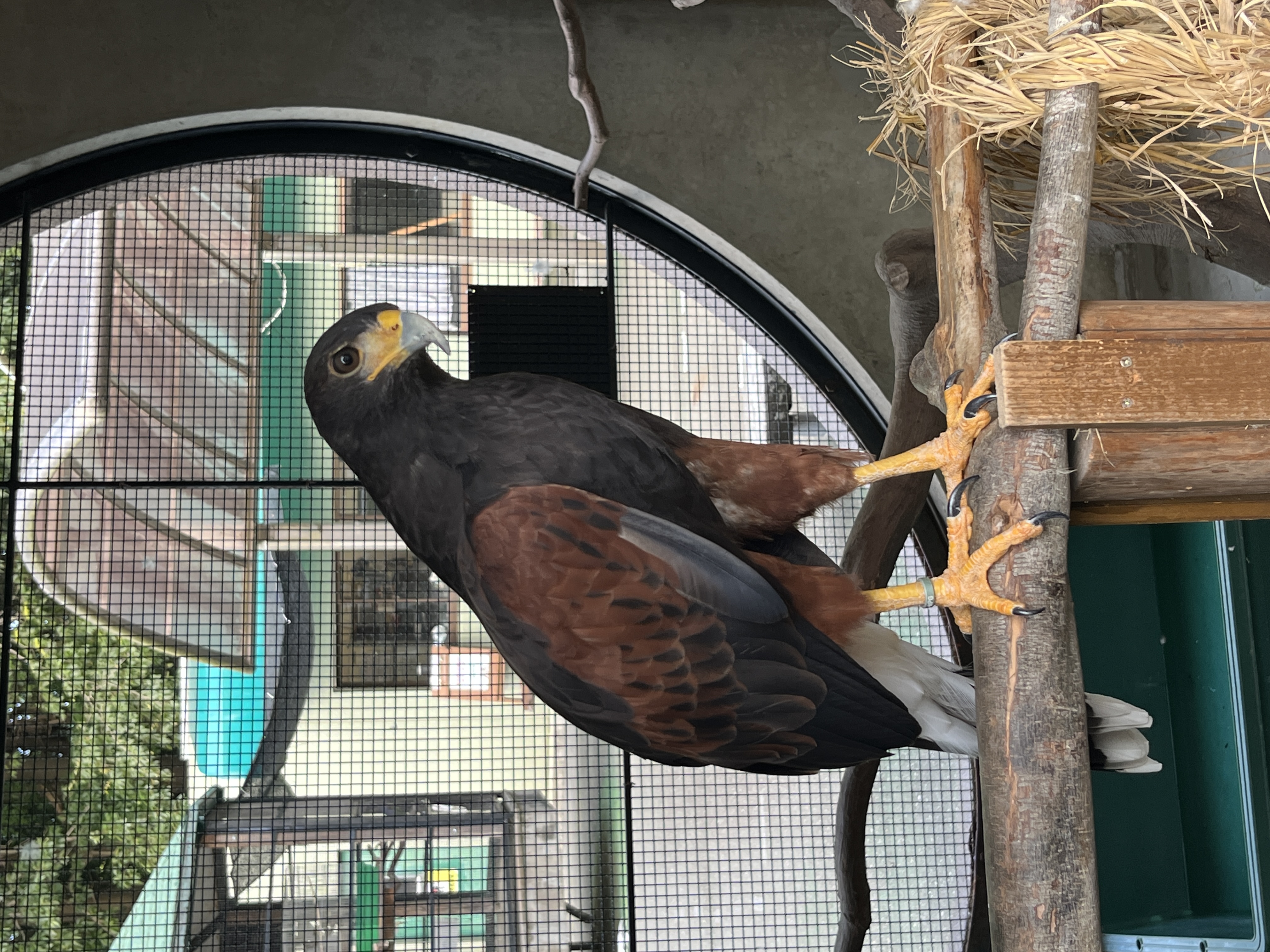 写真：夏のまるちゃん