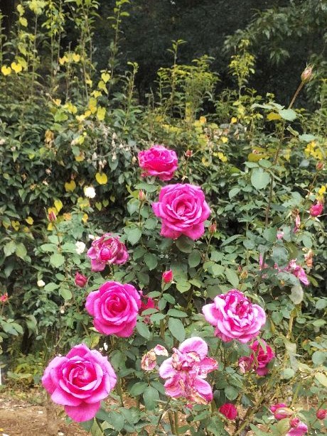 写真：赤色のバラ