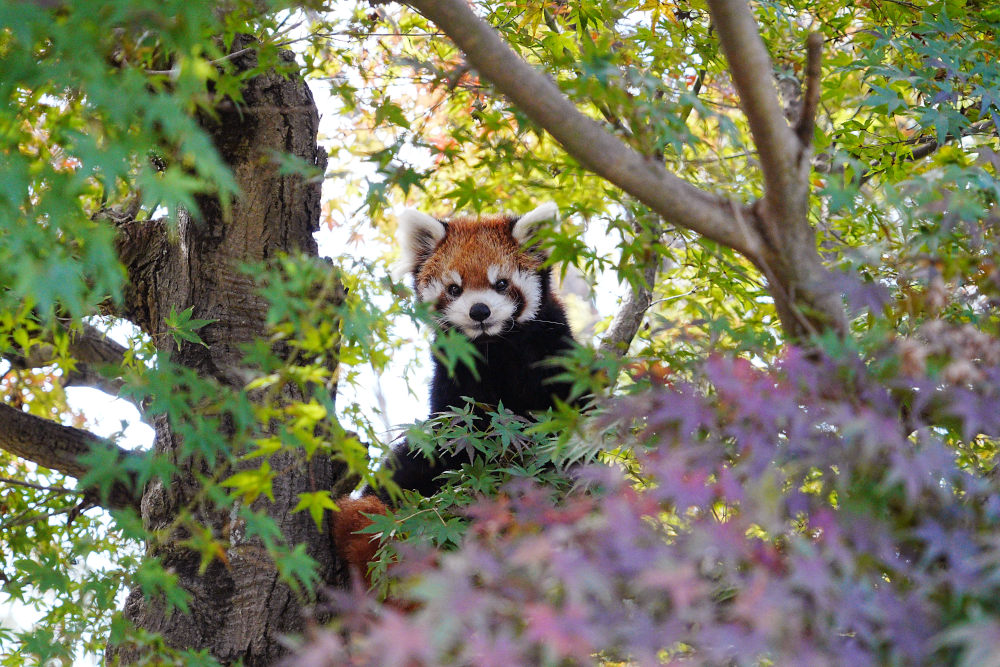 レッサーパンダ1号舎11月10日の紅葉の写真
