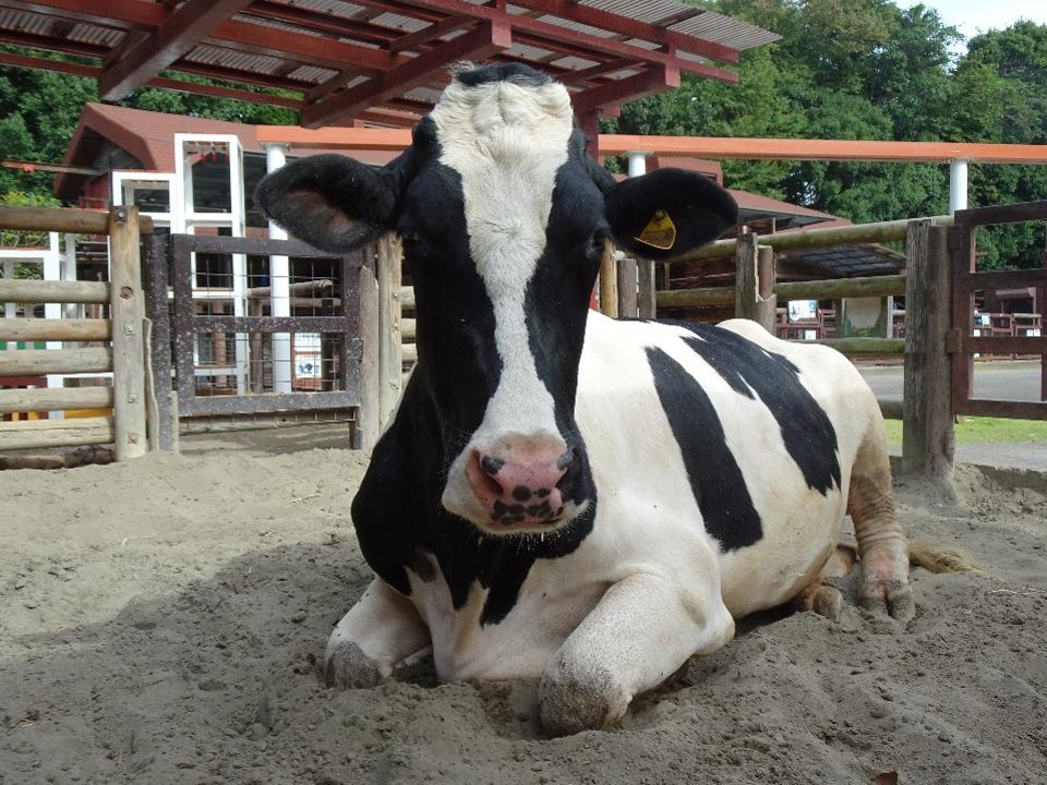 画像：ウシの写真