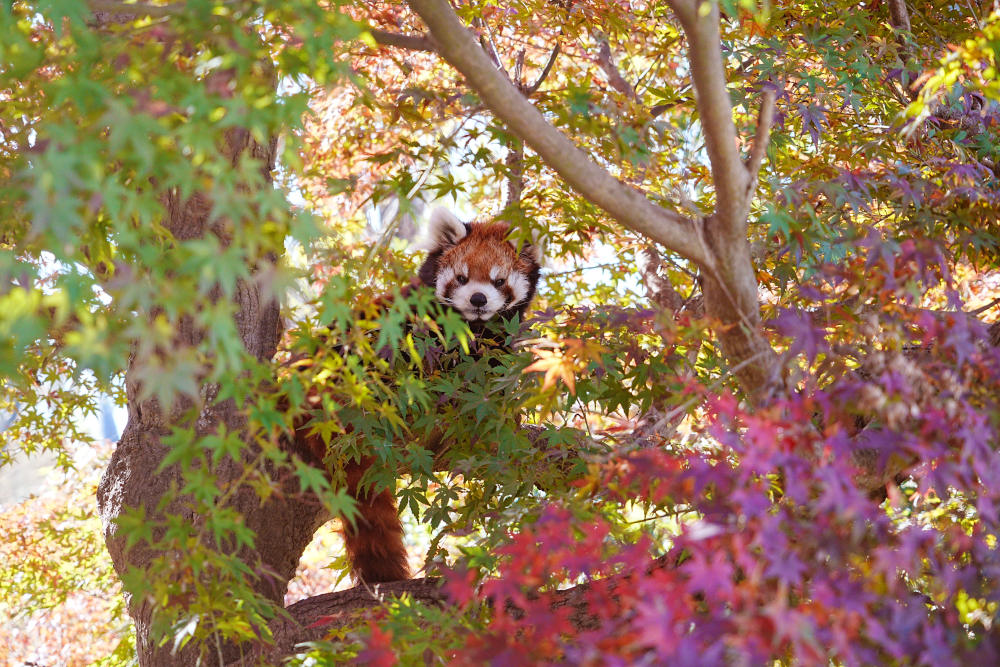 レッサーパンダ1号舎11月17日の紅葉の写真