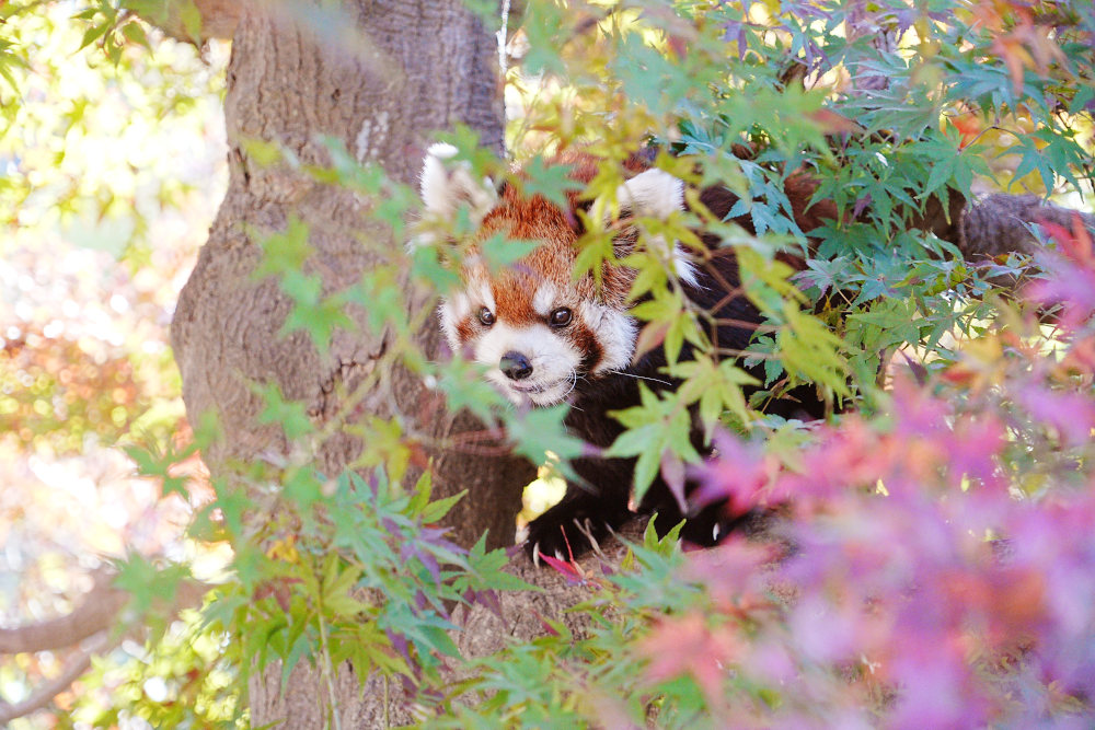 レッサーパンダ1号舎11月17日の紅葉の写真