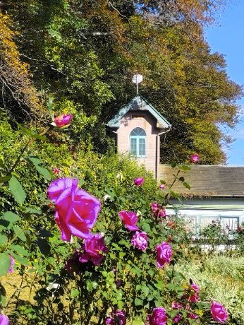写真：赤色のバラ
