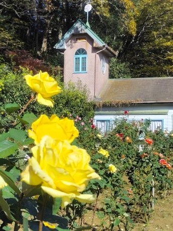 写真：黄色のバラ