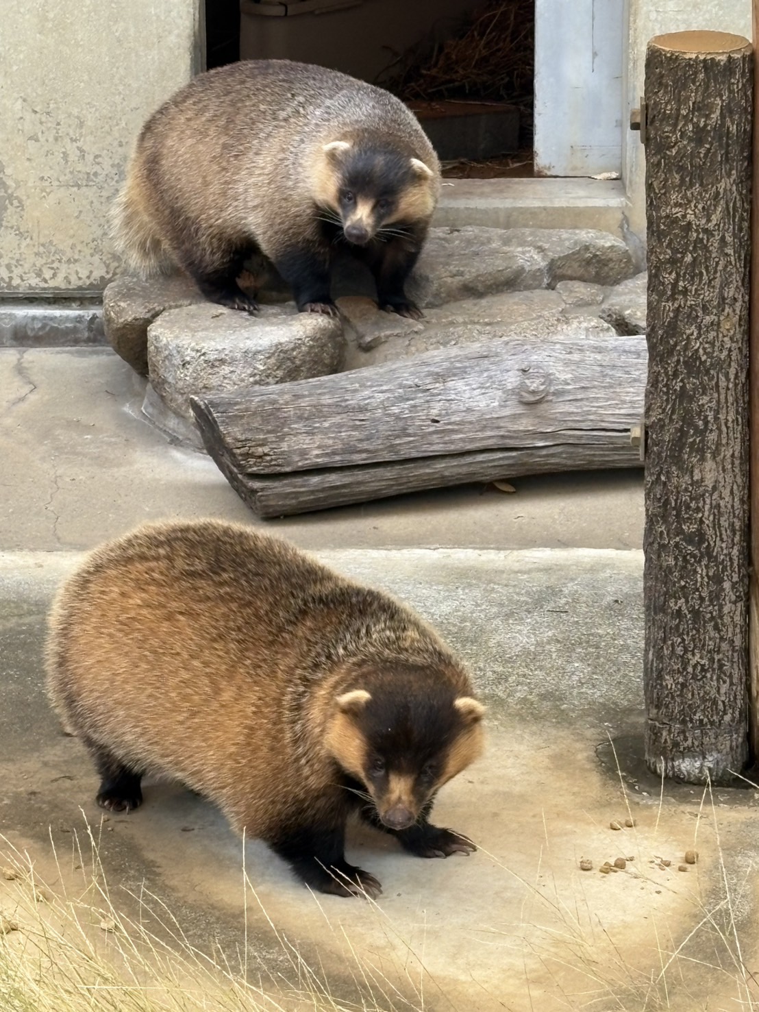 写真：小獣舎に移動した二ホンアナグマ