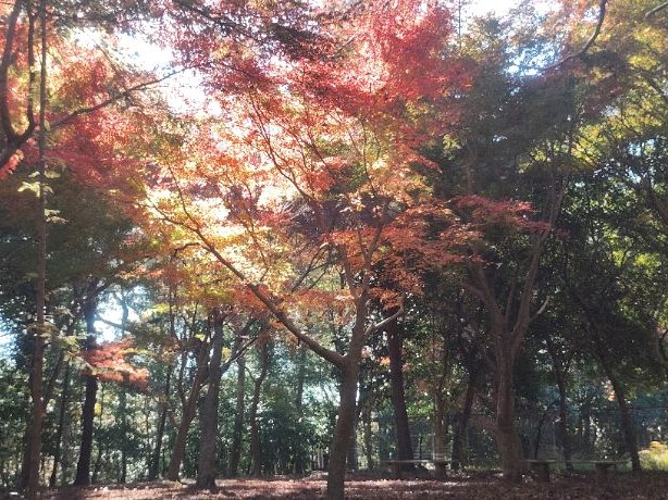 写真：もみじ山