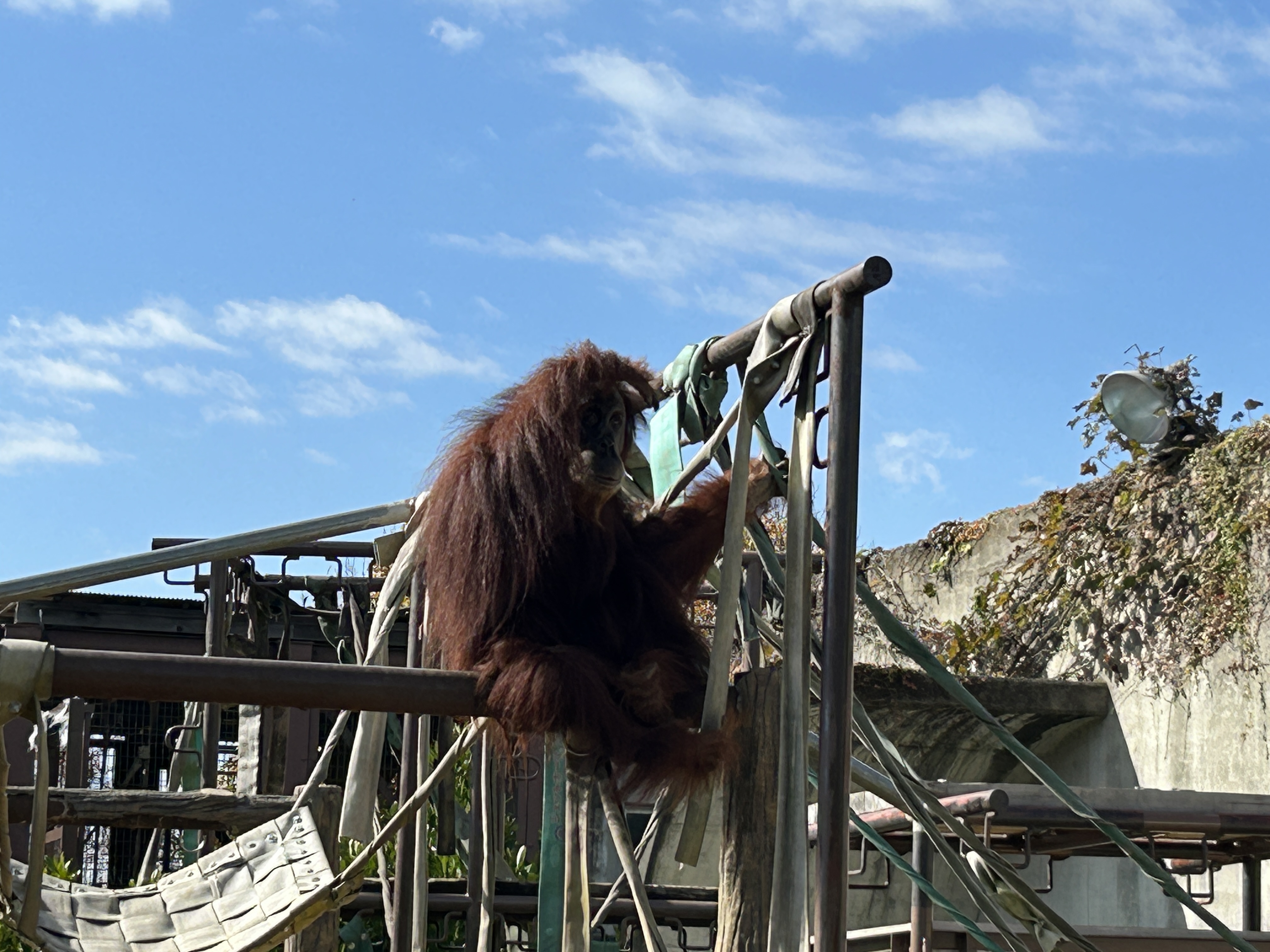 写真：園内を見渡すオランウータン