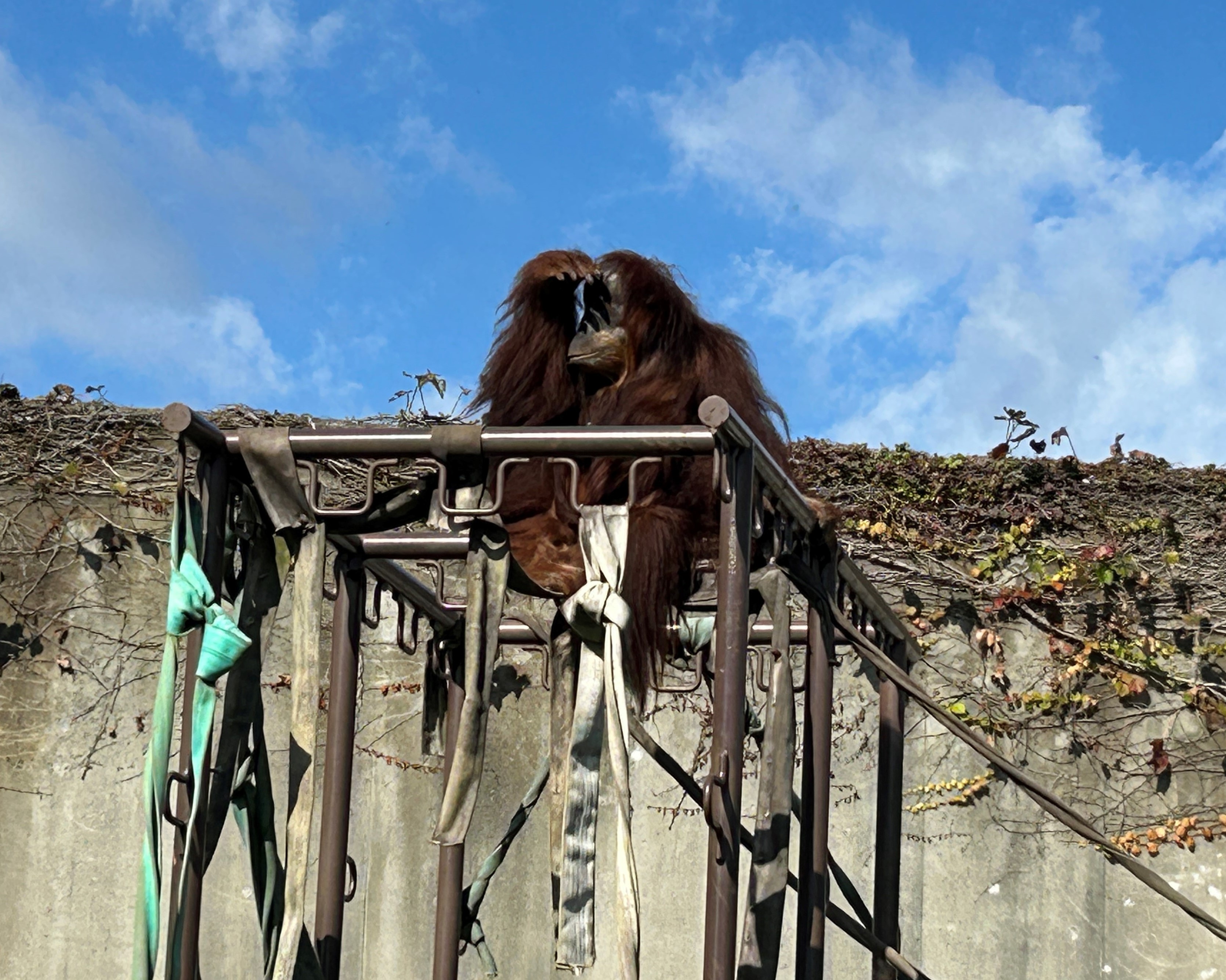 写真：高いところにいるオランウータン