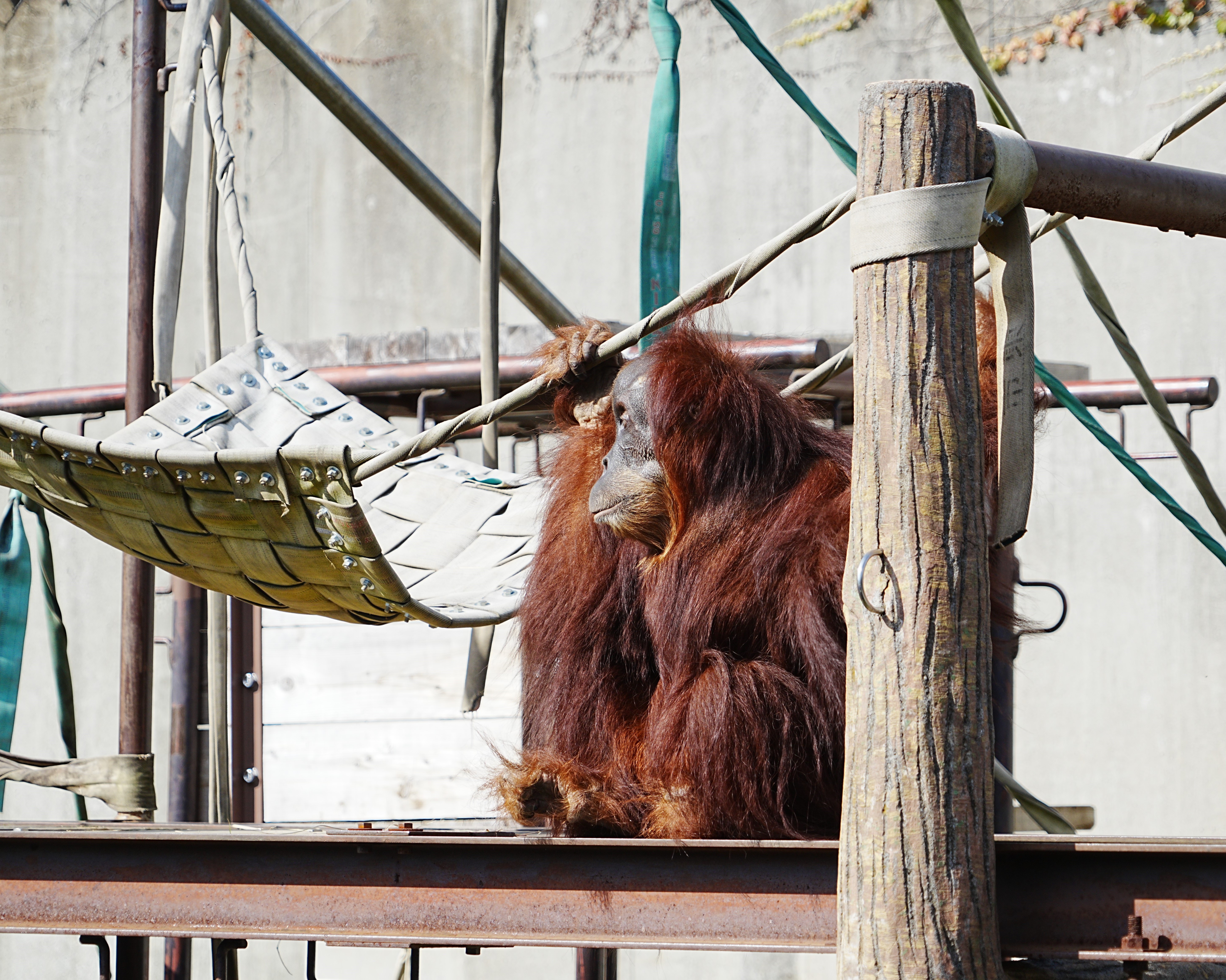写真：高いところにいるオランウータン