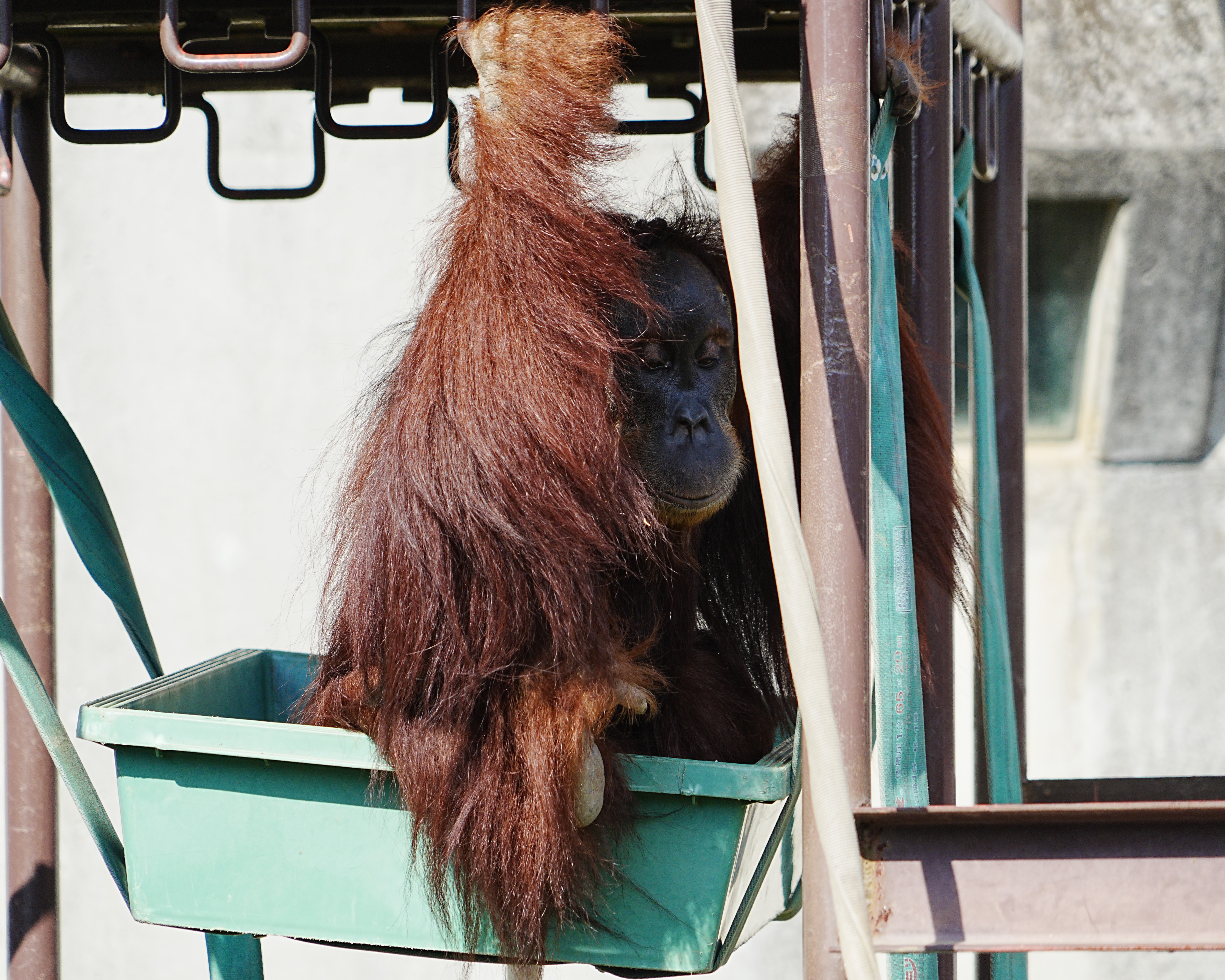 写真：トロ舟に乗るオランウータン