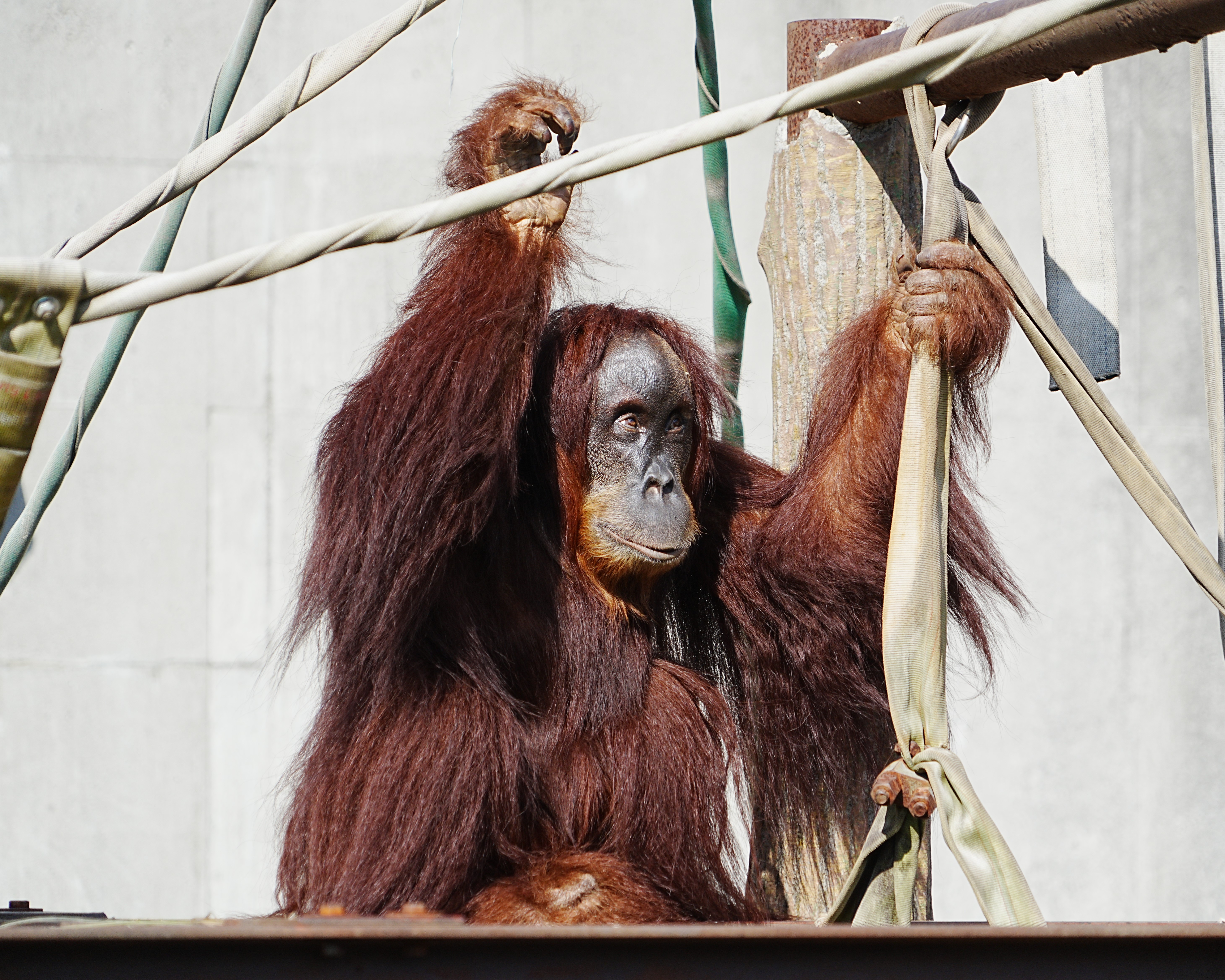 写真：オランウータン