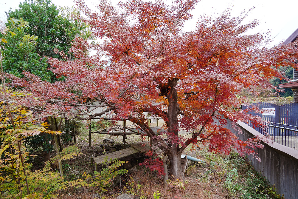 レッサーパンダ1号舎11月25日の紅葉の写真