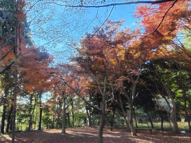 写真：もみじやま