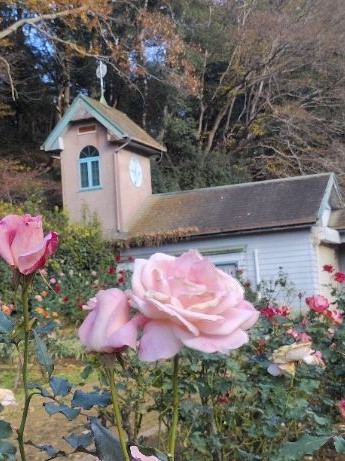 写真：桃色のバラ