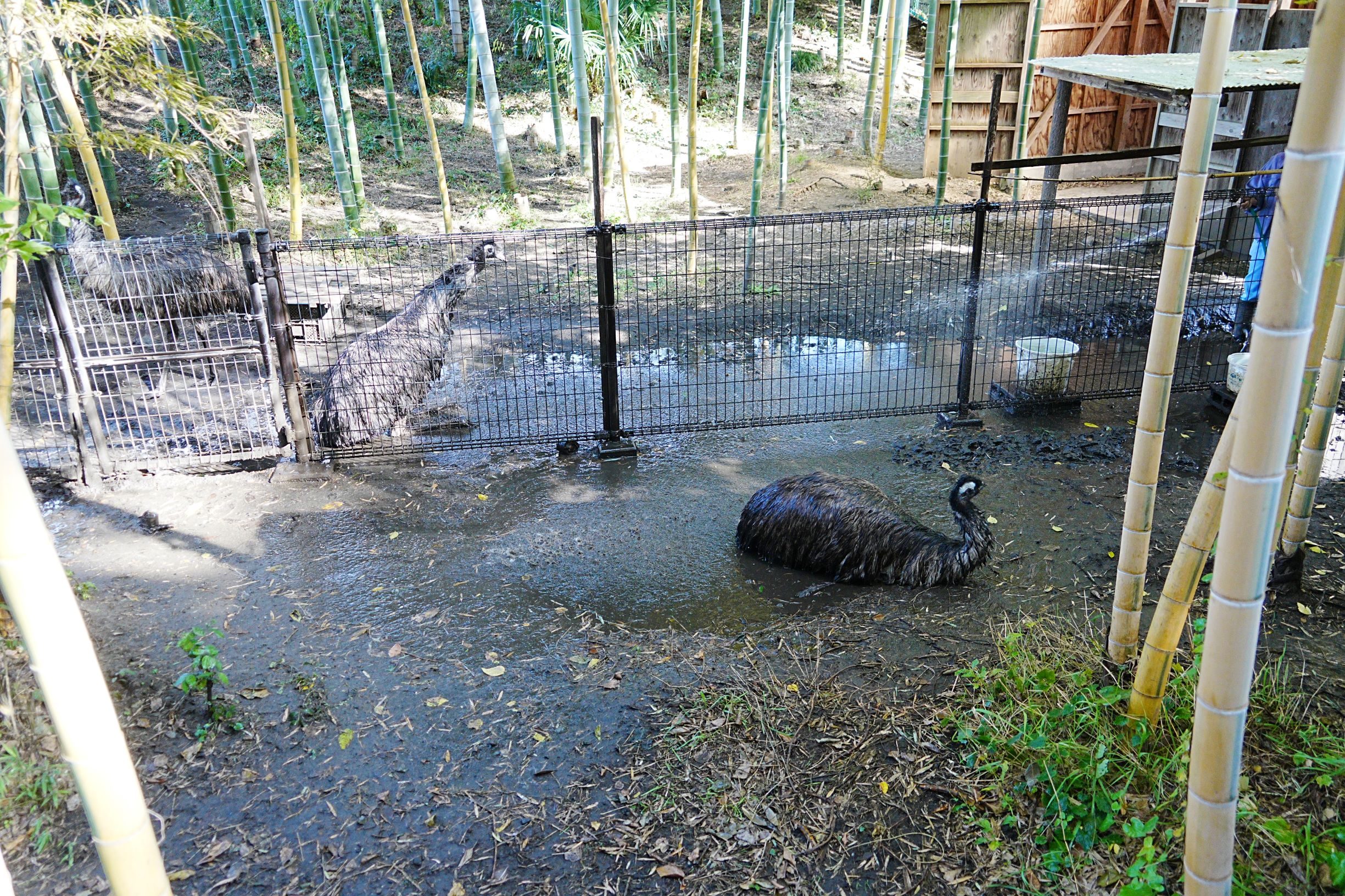 写真:水浴びをするエミュー