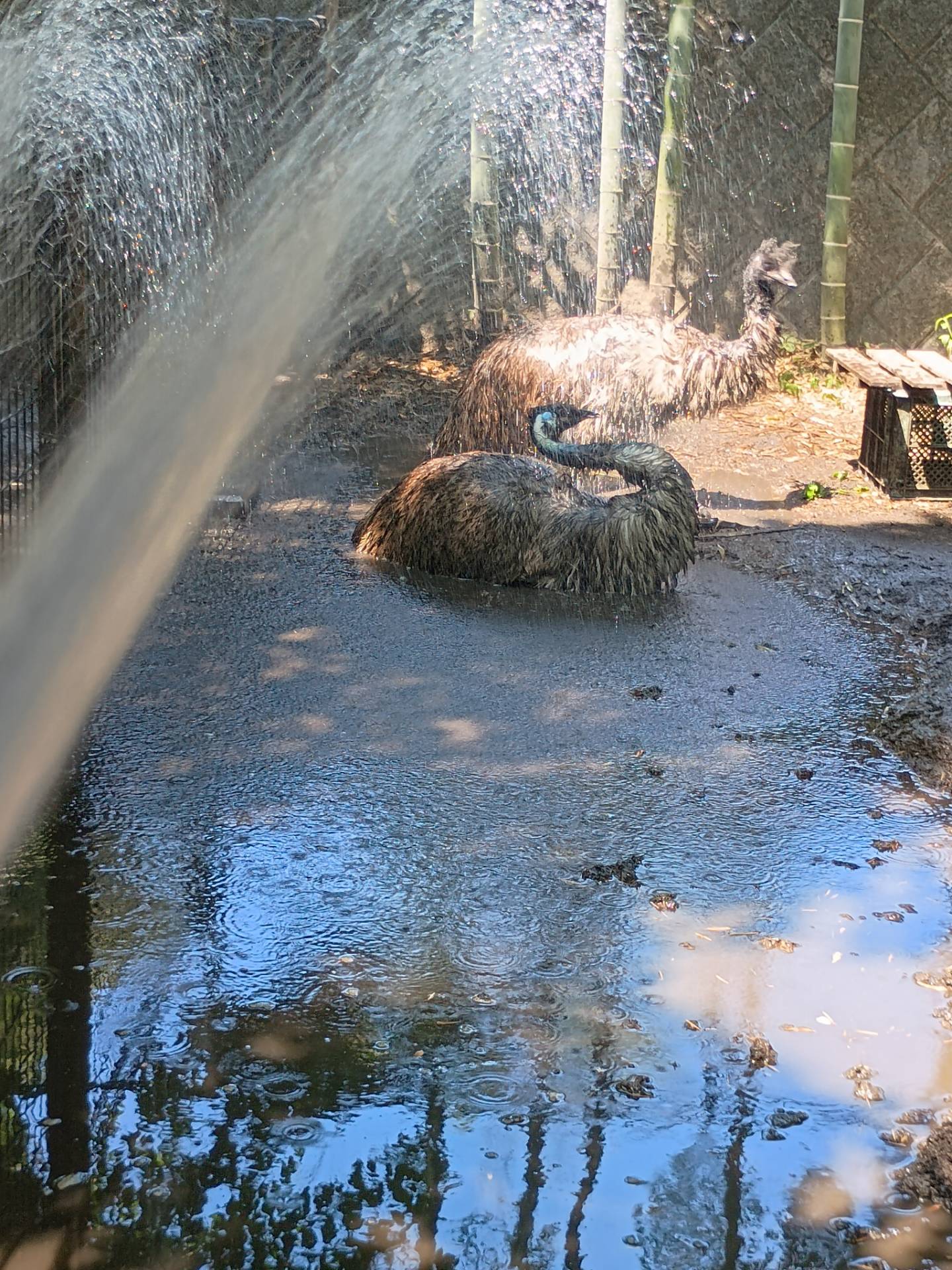 写真:水浴びをするエミュー