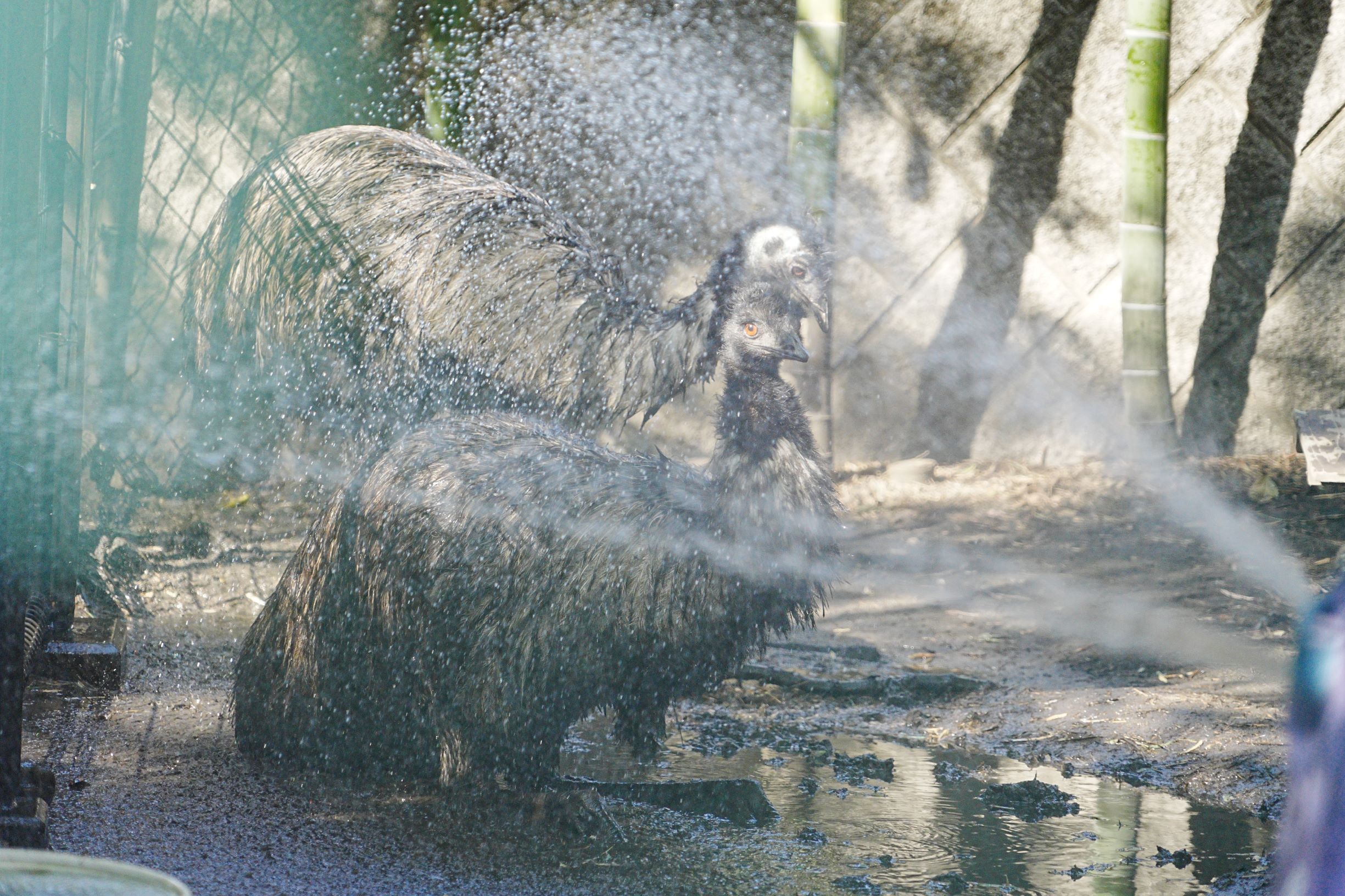写真：水浴びをするエミュー