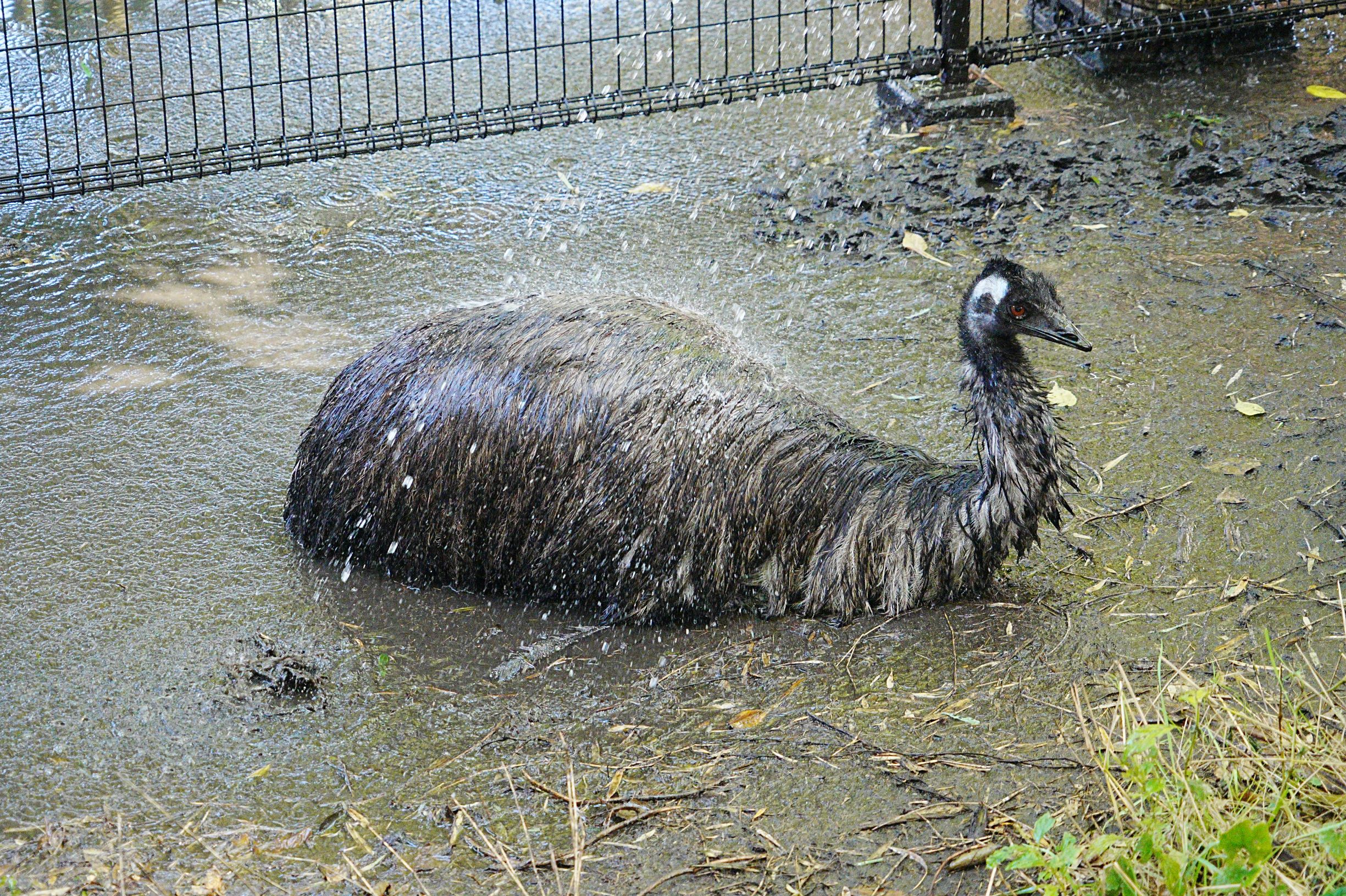 写真：水浴びをするエミュー