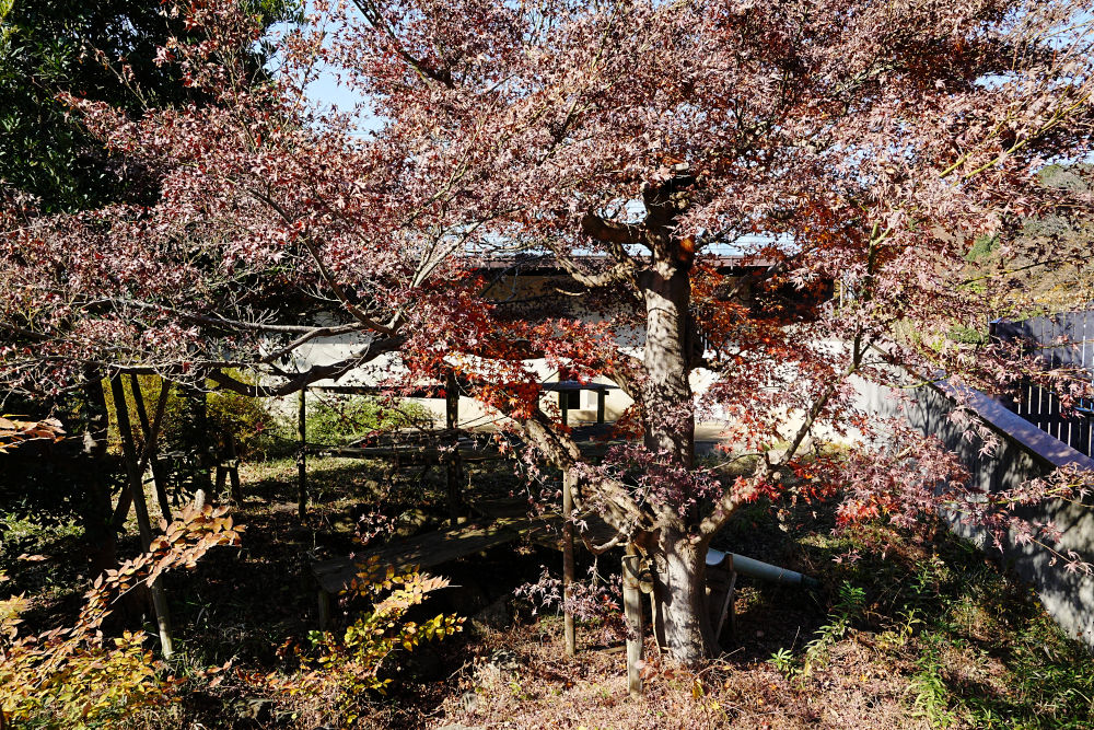 レッサーパンダ1号舎12月1日の紅葉の写真