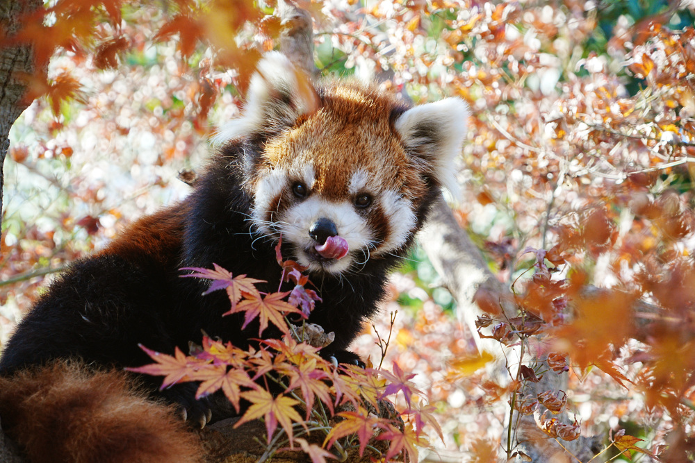 レッサーパンダ1号舎12月1日の紅葉の写真