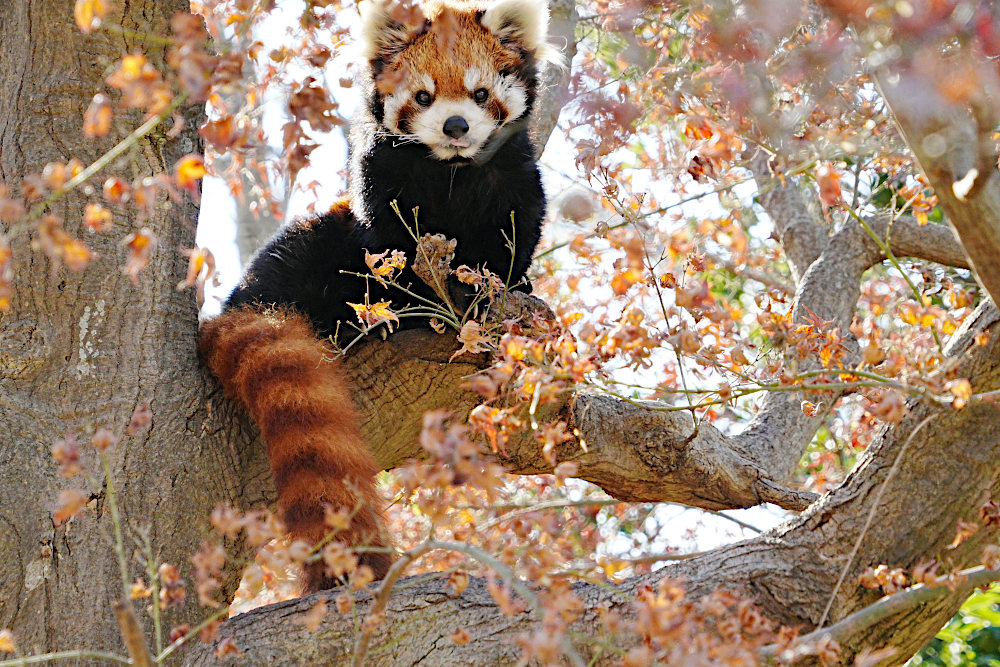 レッサーパンダ1号舎12月8日の紅葉の写真