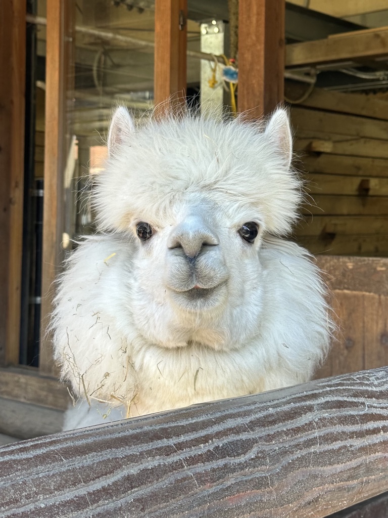 画像：アルパカの写真