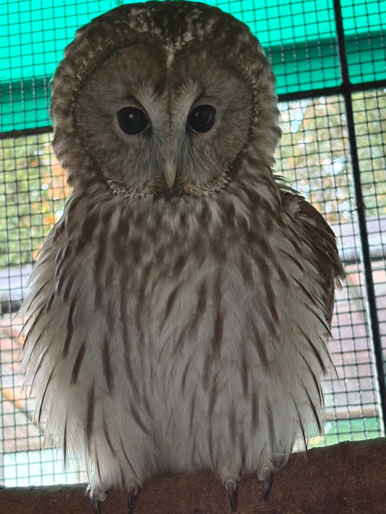 写真：フクロウ「ぽぽ」の写真