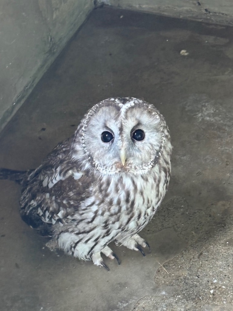 写真：フクロウ「福丸」の写真