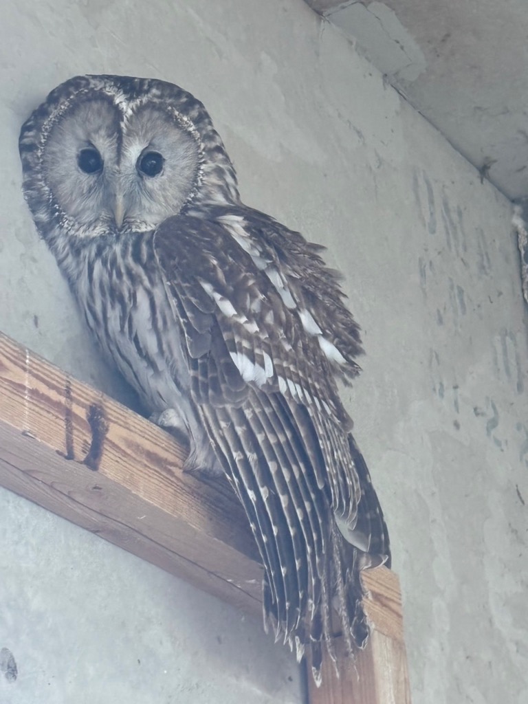 写真:フクロウ「ふー」の写真
