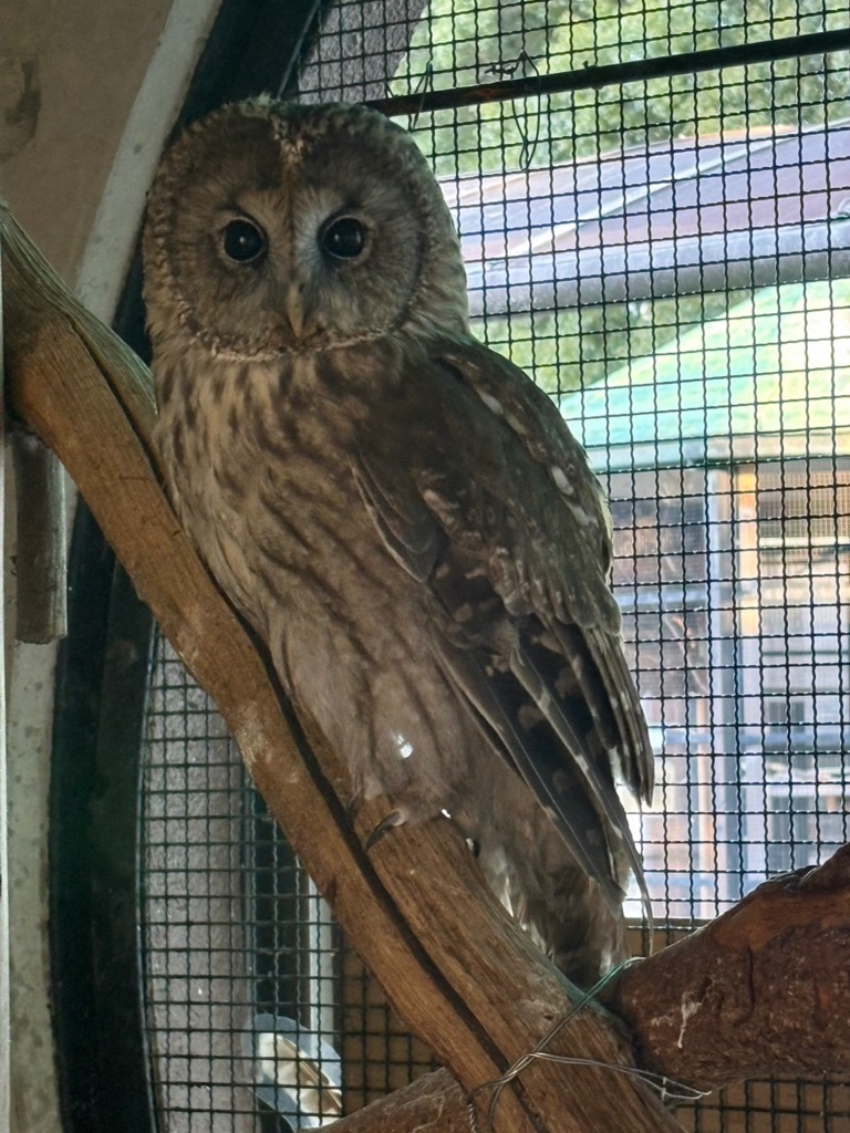 写真：フクロウ「ほー」の写真