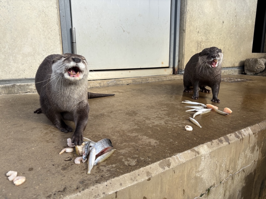 写真：ご飯をたべるカワウソ