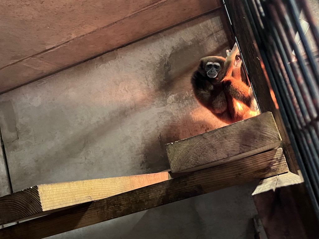 写真：保温ランプで温まるシロテテナガザル