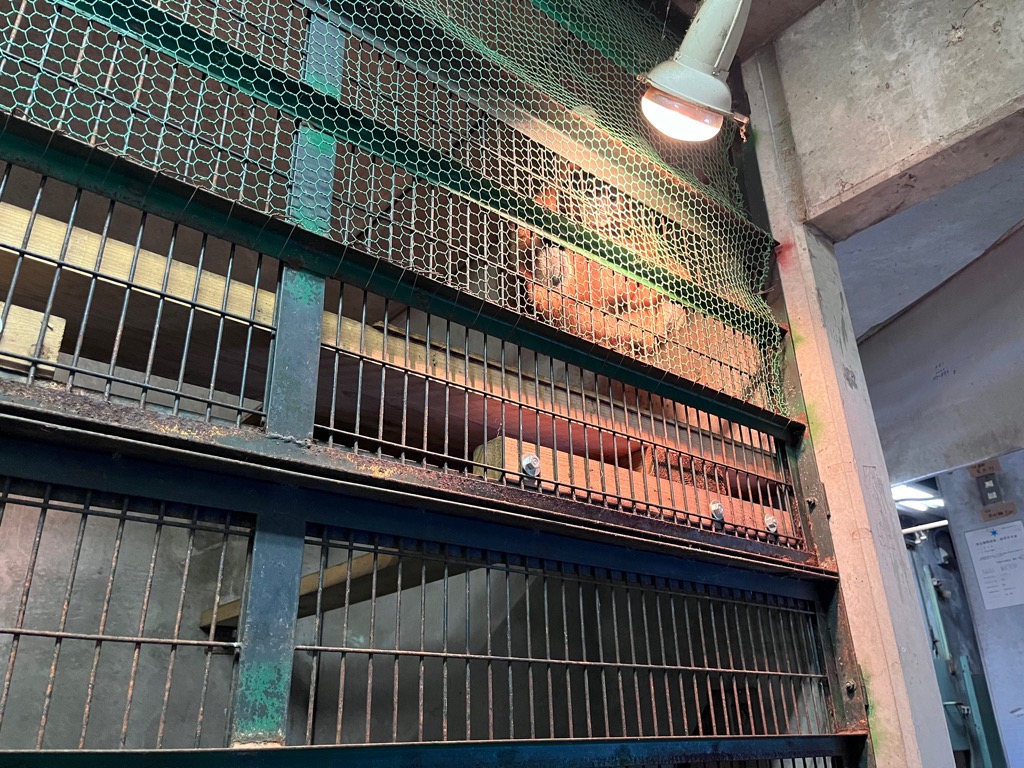 写真：保温ランプで温まるシロテテナガザル2枚目