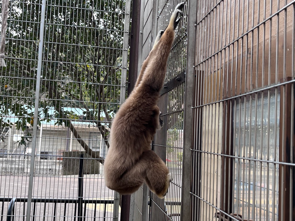 写真：隣の獣舎にいるワオキツネザルを観察するコテツ