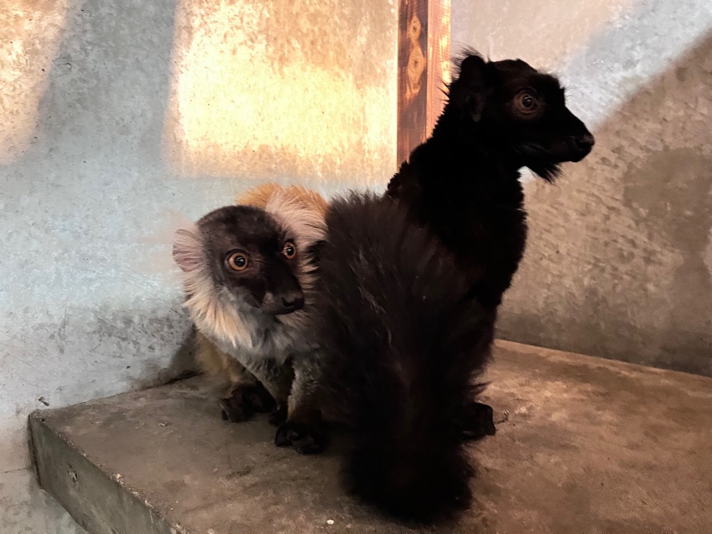 写真：クロキツネザルのペア　黒い方がオス　茶色い方がメス