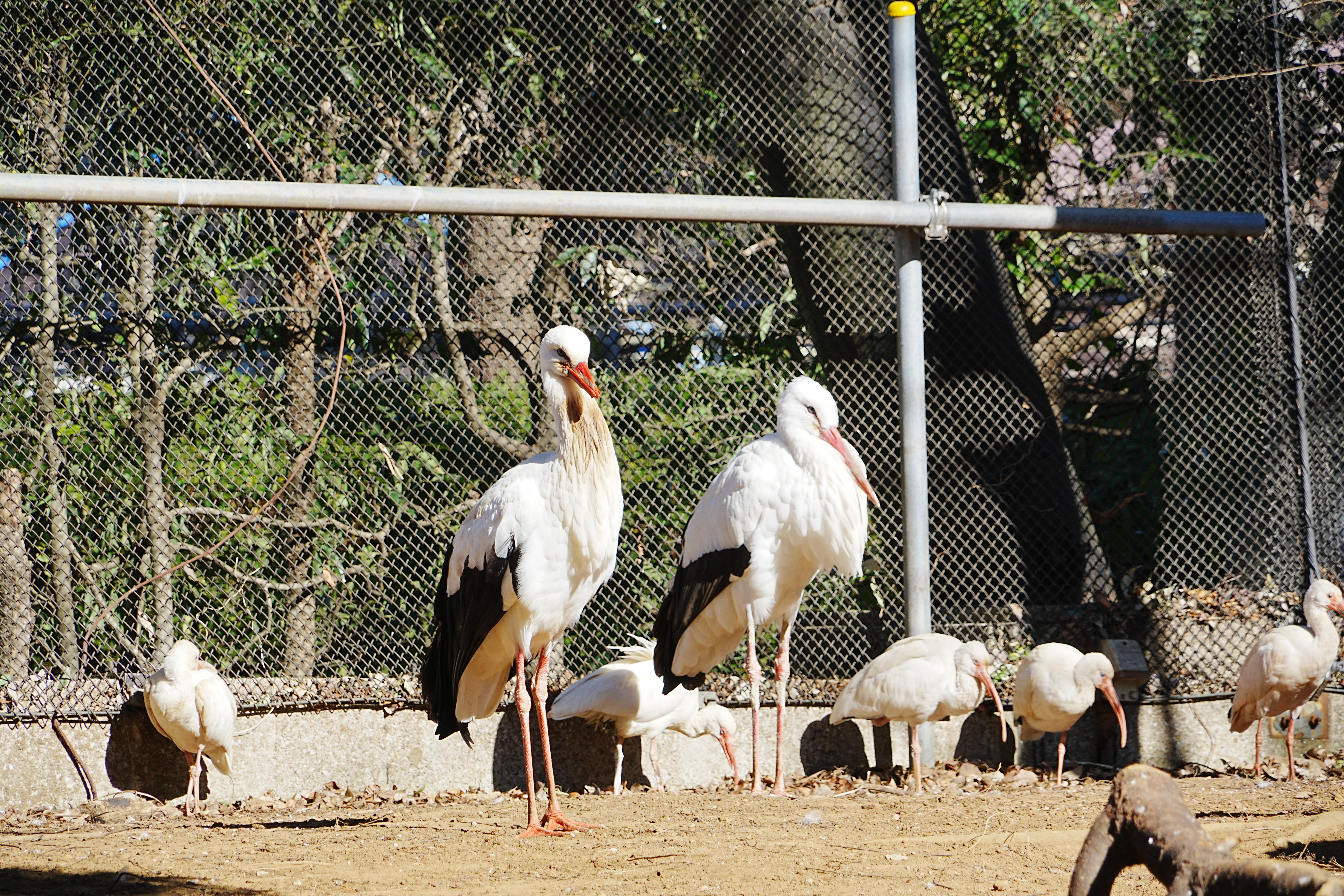写真：日光浴をする鳥たち１