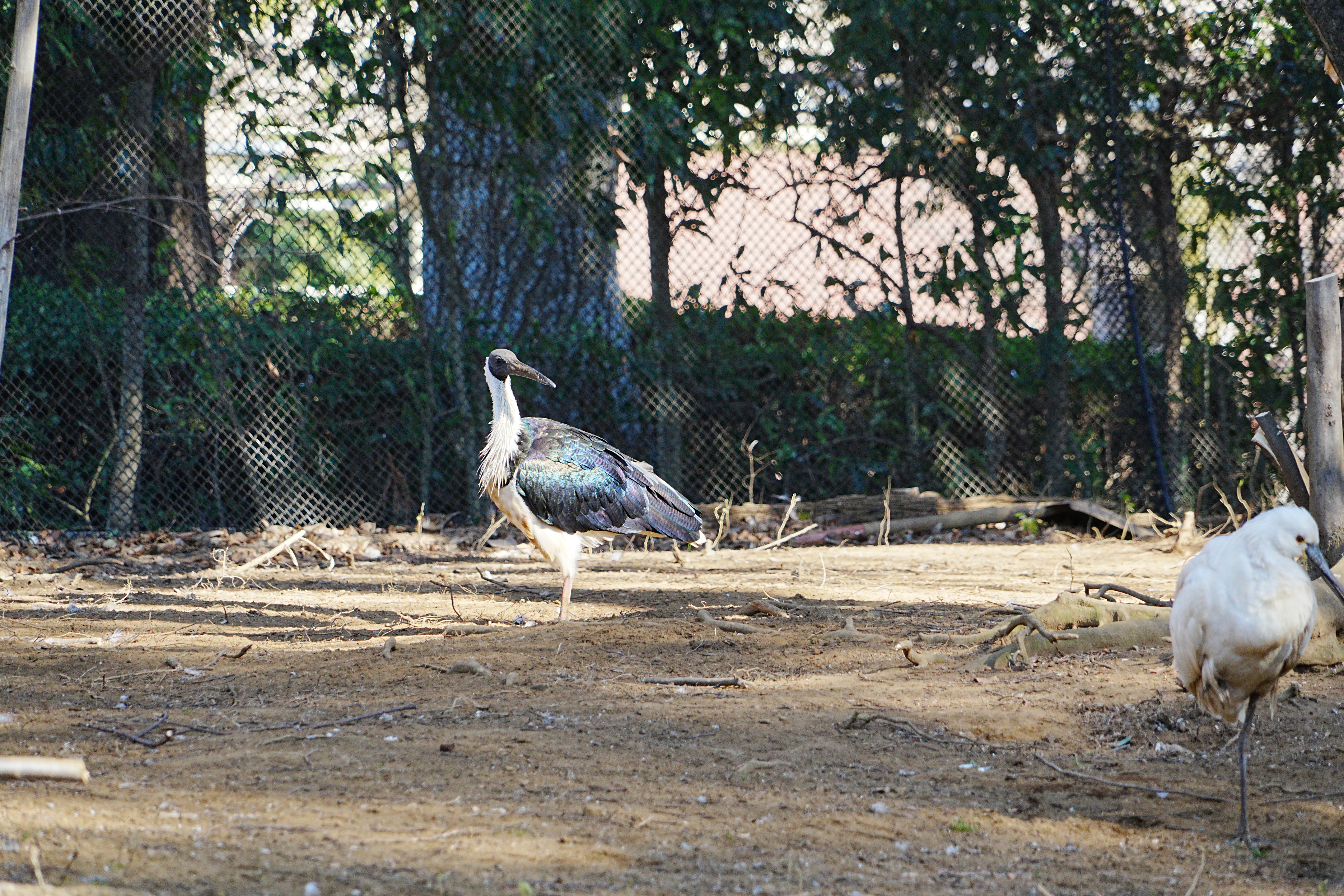 写真：日光浴をする鳥たち２