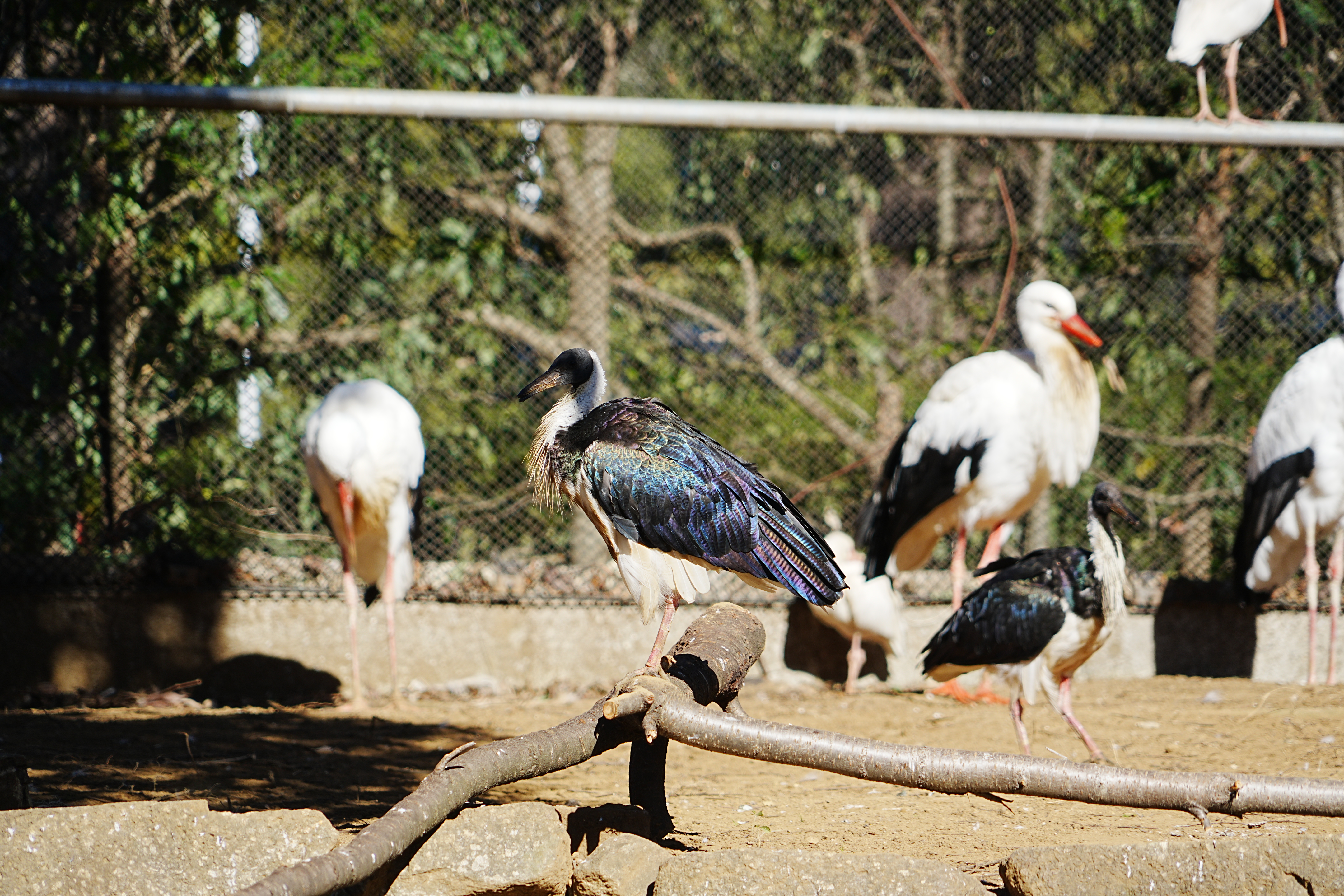 写真：日に当たる鳥たち