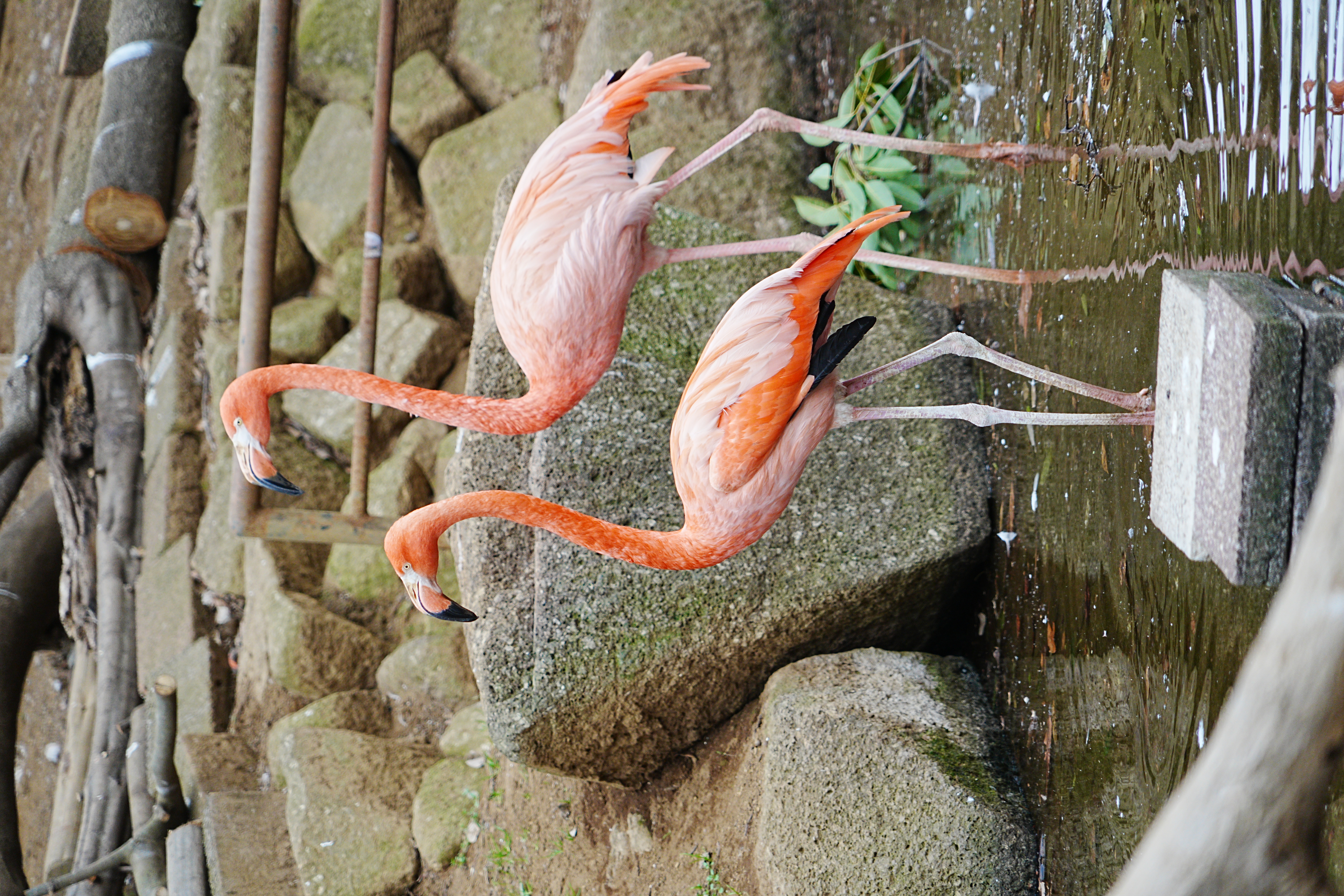 写真：フライングケージの鳥たち