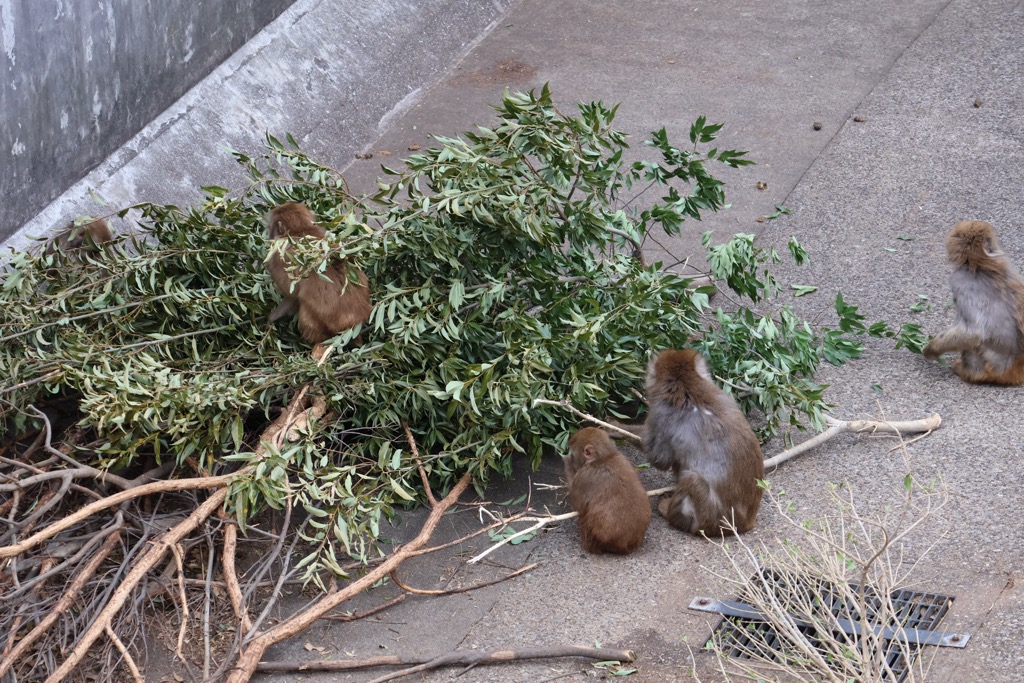 写真：枝葉を食べるニホンザル