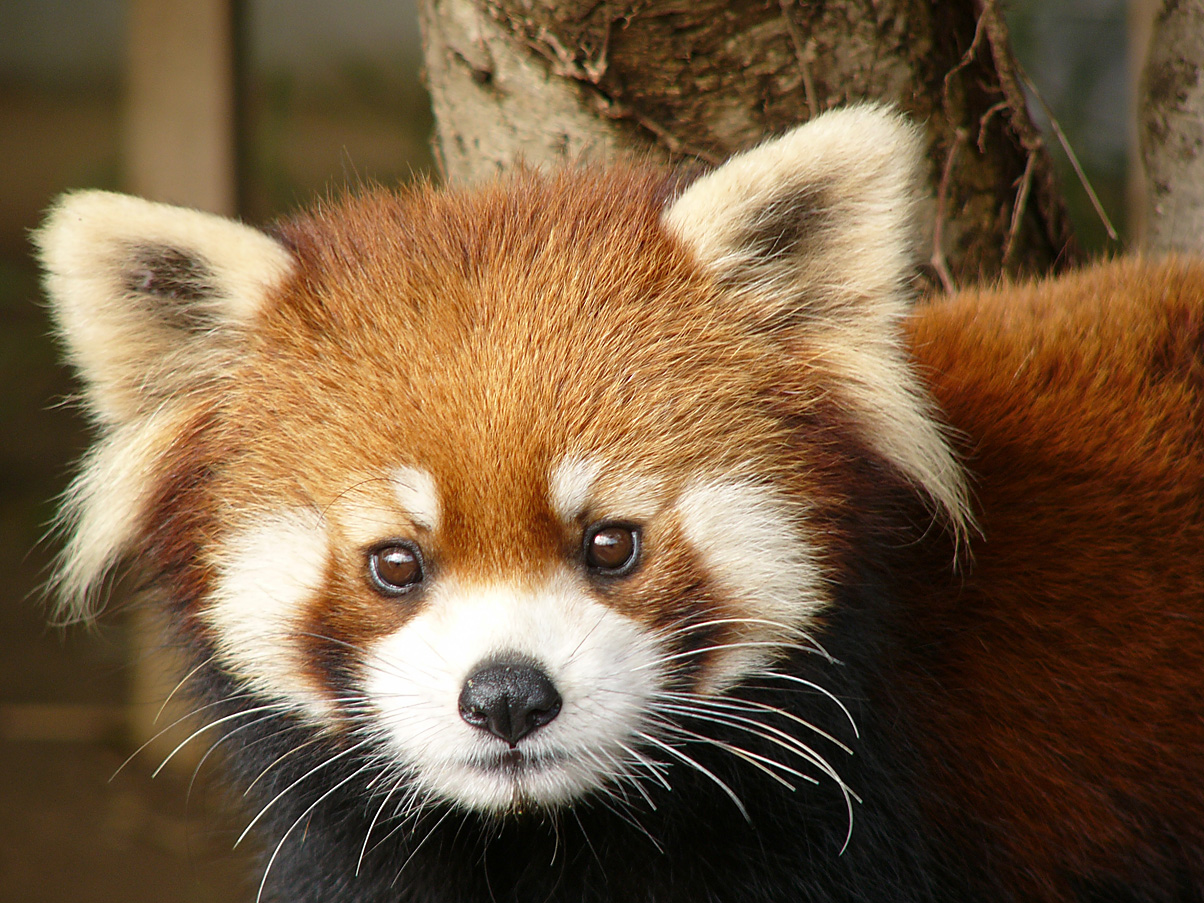 写真：レッサーパンダのライチ